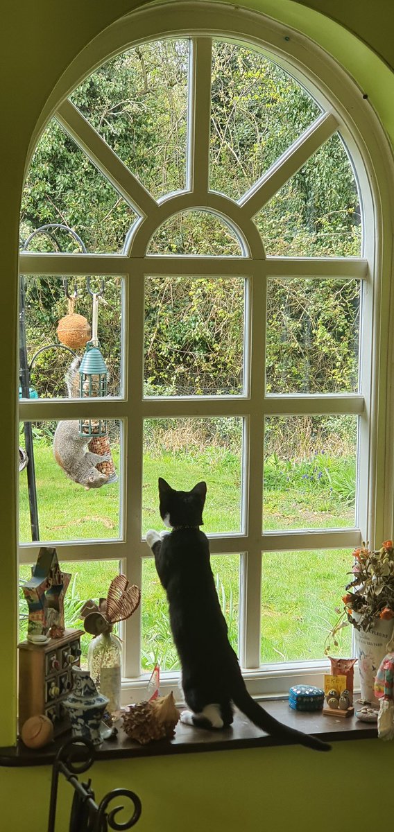 AndreaEke's tweet photo. @ChrisPage90 #windowweather the squirrel returned on Sunday which was a big surprise for the kitten. Was nice to see the sun after a morning of sleet, hail, snow and rain. https://t.co/BQkyDkcWHh