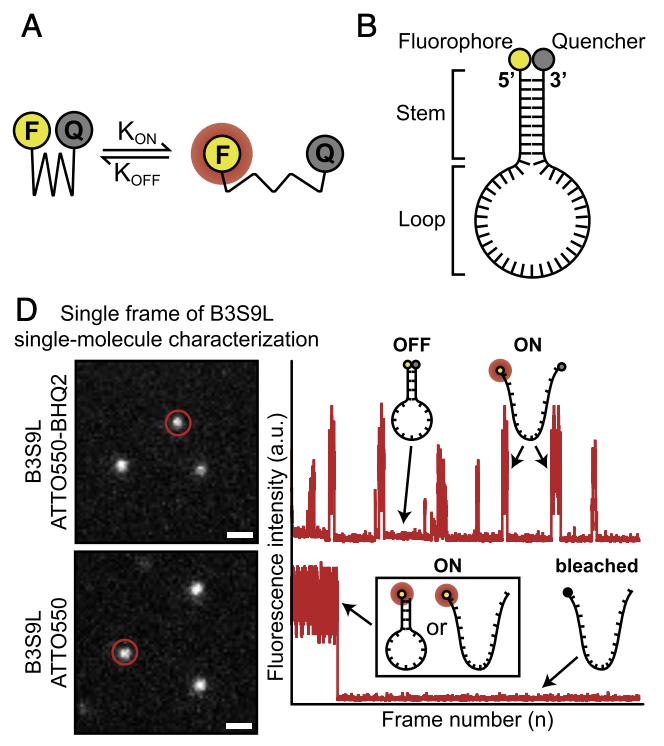 HenriquesLab's tweet photo. Our paper - #SuperBeacons: Open-source probes with spontaneous tuneable blinking compatible with live-cell #SuperResolution #Microscopy - now peer-reviewed and published =). Check it out https://t.co/mwMR5Qj0Ub https://t.co/bebHLojfpU