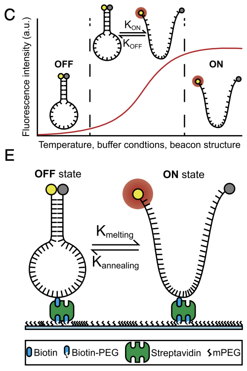 HenriquesLab's tweet photo. Our paper - #SuperBeacons: Open-source probes with spontaneous tuneable blinking compatible with live-cell #SuperResolution #Microscopy - now peer-reviewed and published =). Check it out https://t.co/mwMR5Qj0Ub https://t.co/bebHLojfpU