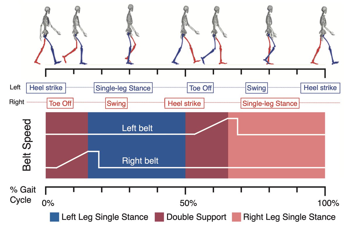 We are pleased to announce our latest pre-print on training propulsion during walking: biorxiv.org/content/10.110…. 
We report here the results of a 3-group study that uses a new method, based on accelerations of the trailing limb during push-off #bioengineering #motorcontrol. thread