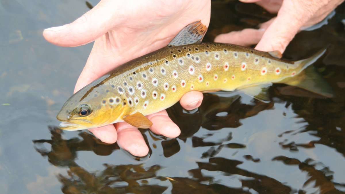 The Wild Trout Trust tweet media