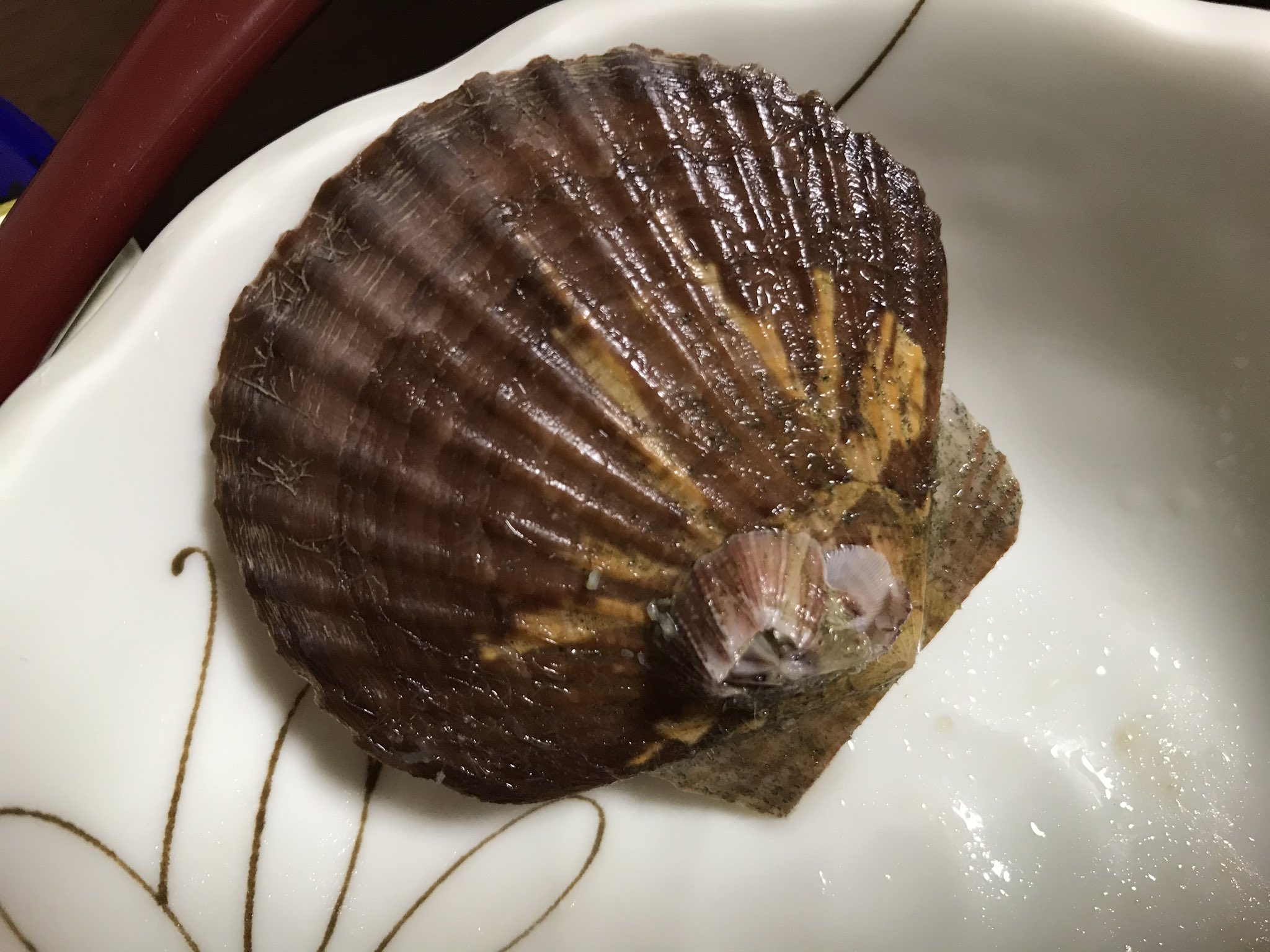 Keizo Takasuka ホタテフジツボ というかは知らない ネット見る感じ さして珍しいものではないみたい ホタテは泳ぐので寄主としてはよさそう ピンセットで引っこ抜いて食べてみたが 小すぎて味はあまりわからなかった