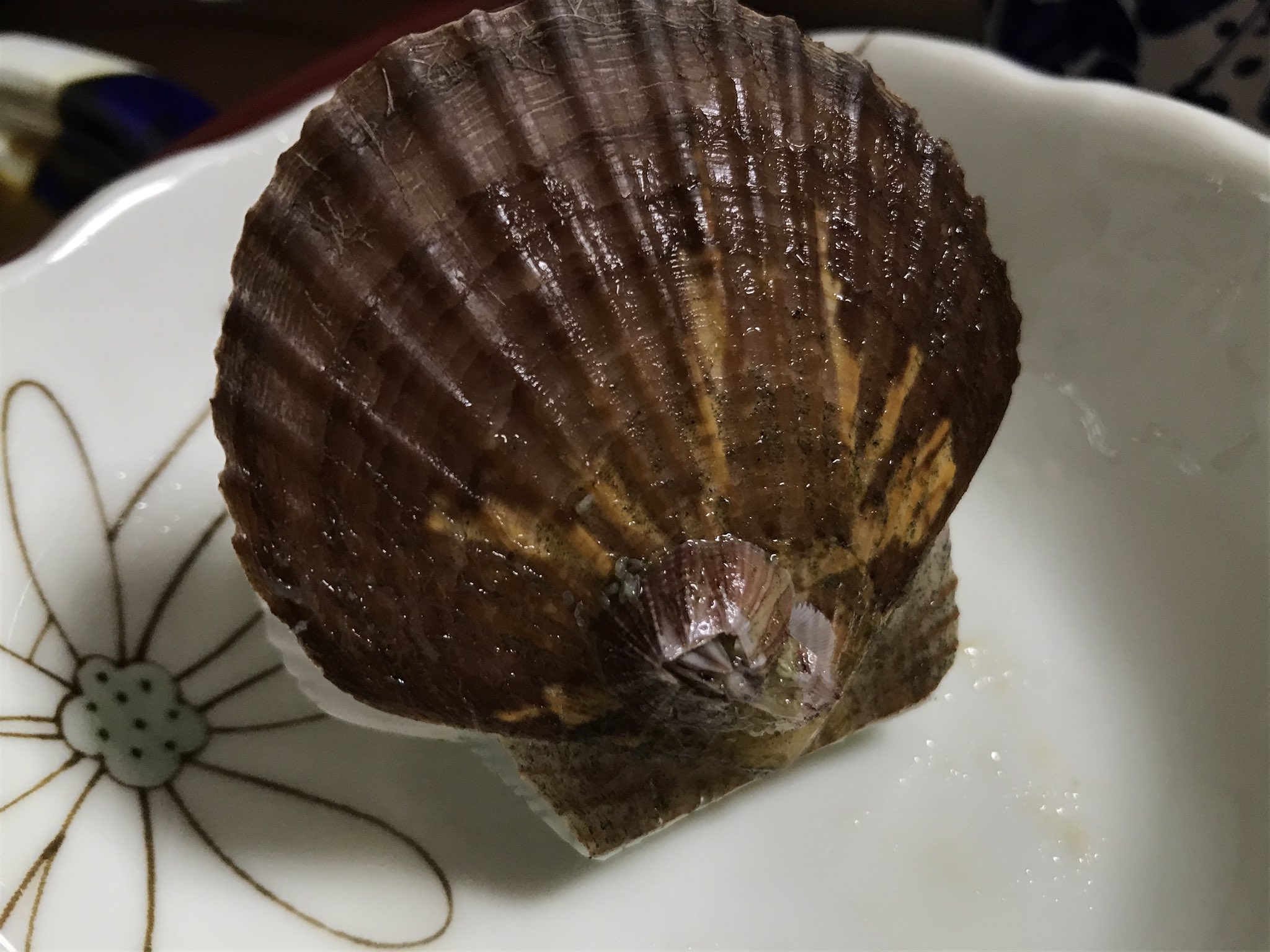 Keizo Takasuka ホタテフジツボ というかは知らない ネット見る感じ さして珍しいものではないみたい ホタテは泳ぐので寄主としてはよさそう ピンセットで引っこ抜いて食べてみたが 小すぎて味はあまりわからなかった