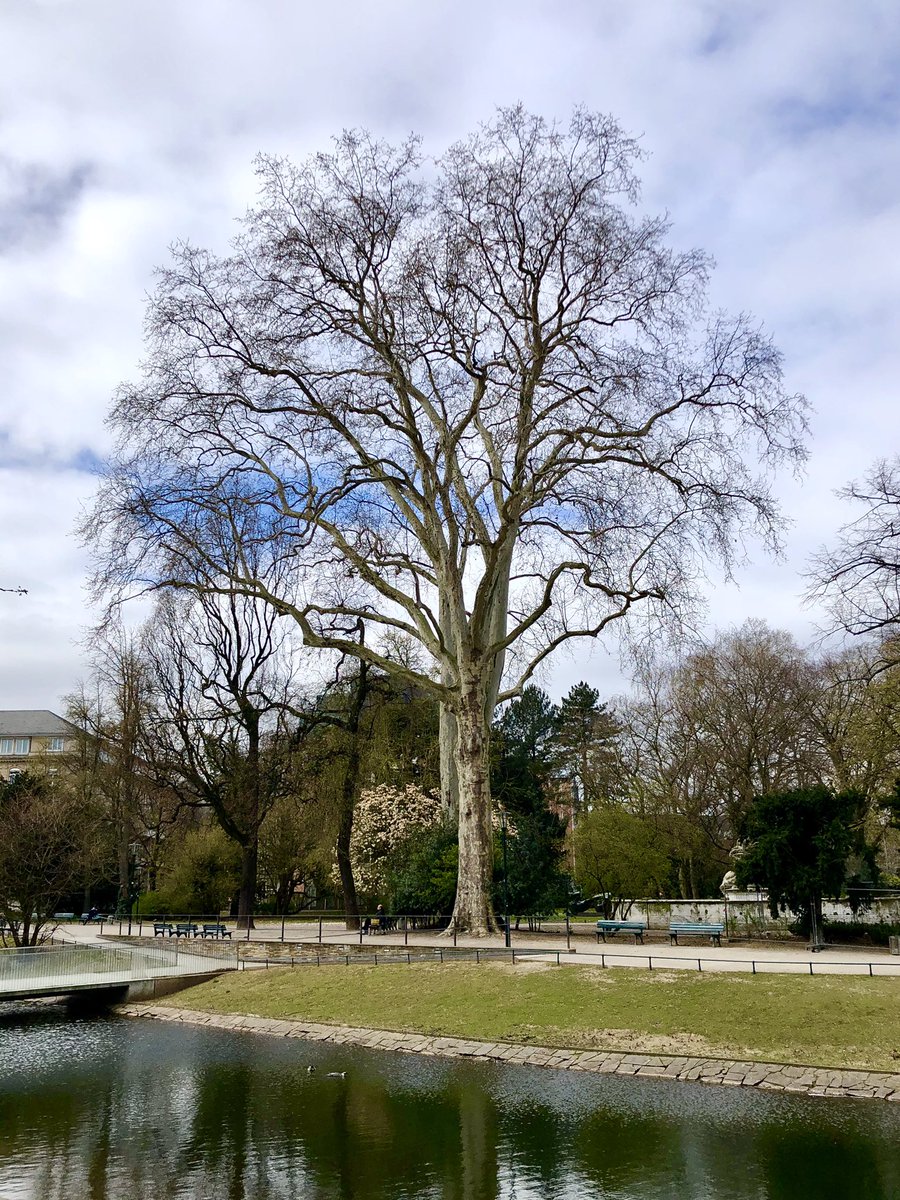 Antiss69's tweet photo. Kalte, aber wunderschöne #Mittagspausenimpressionen ... inkl. der hier ansässigen Baumente 😜
#Hofgarten #KoeBogen #Duesseldorf 😍 https://t.co/WSHuJEWKDZ