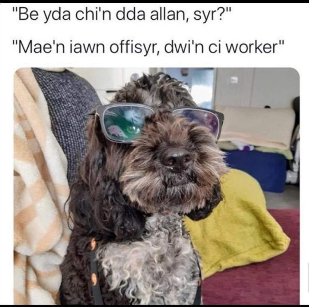 MaesGarmon's tweet photo. Meddwl fasai hwn yn gwneud i chi wenu? Gobeithio bod pawb yn iach a saff! Yn eich methu chi gyd. Thought this might make you laugh? Hope you're all safe and well. Missing you all.
Byddwch yn ddiogel! Stay safe! https://t.co/rSV1nLCzzN
