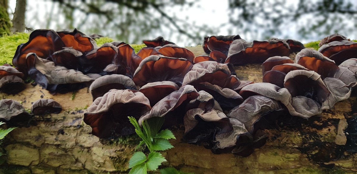 KendallMintJake's tweet photo. What better time to brush up on foraging skills?!

This awesome jelly ear (Auricularia auricula-judae*) colony became my latest #fungi find on my #dailywalk 🍄👂 And despite their unappetising appearance, they're actually edible* when cooked... YUM! (* @BrianE_Cambs pls confirm!) https://t.co/zwgahO1h8E