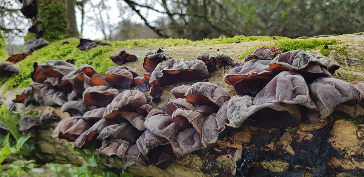 KendallMintJake's tweet photo. What better time to brush up on foraging skills?!

This awesome jelly ear (Auricularia auricula-judae*) colony became my latest #fungi find on my #dailywalk 🍄👂 And despite their unappetising appearance, they're actually edible* when cooked... YUM! (* @BrianE_Cambs pls confirm!) https://t.co/zwgahO1h8E
