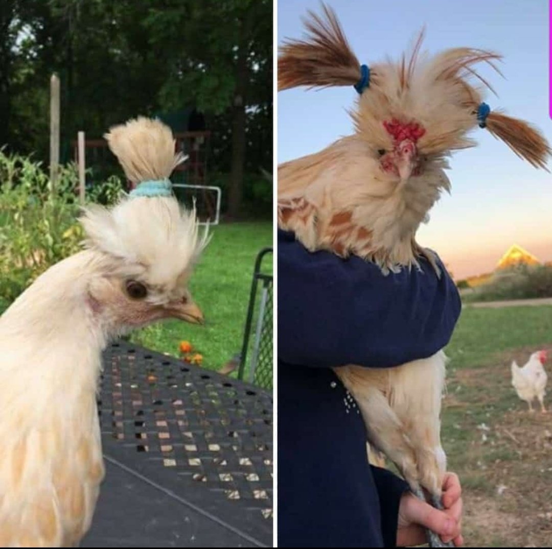 10 formas de mantener a las gallinas frescas en el calor del verano 🐔✨, image size:1080x1076