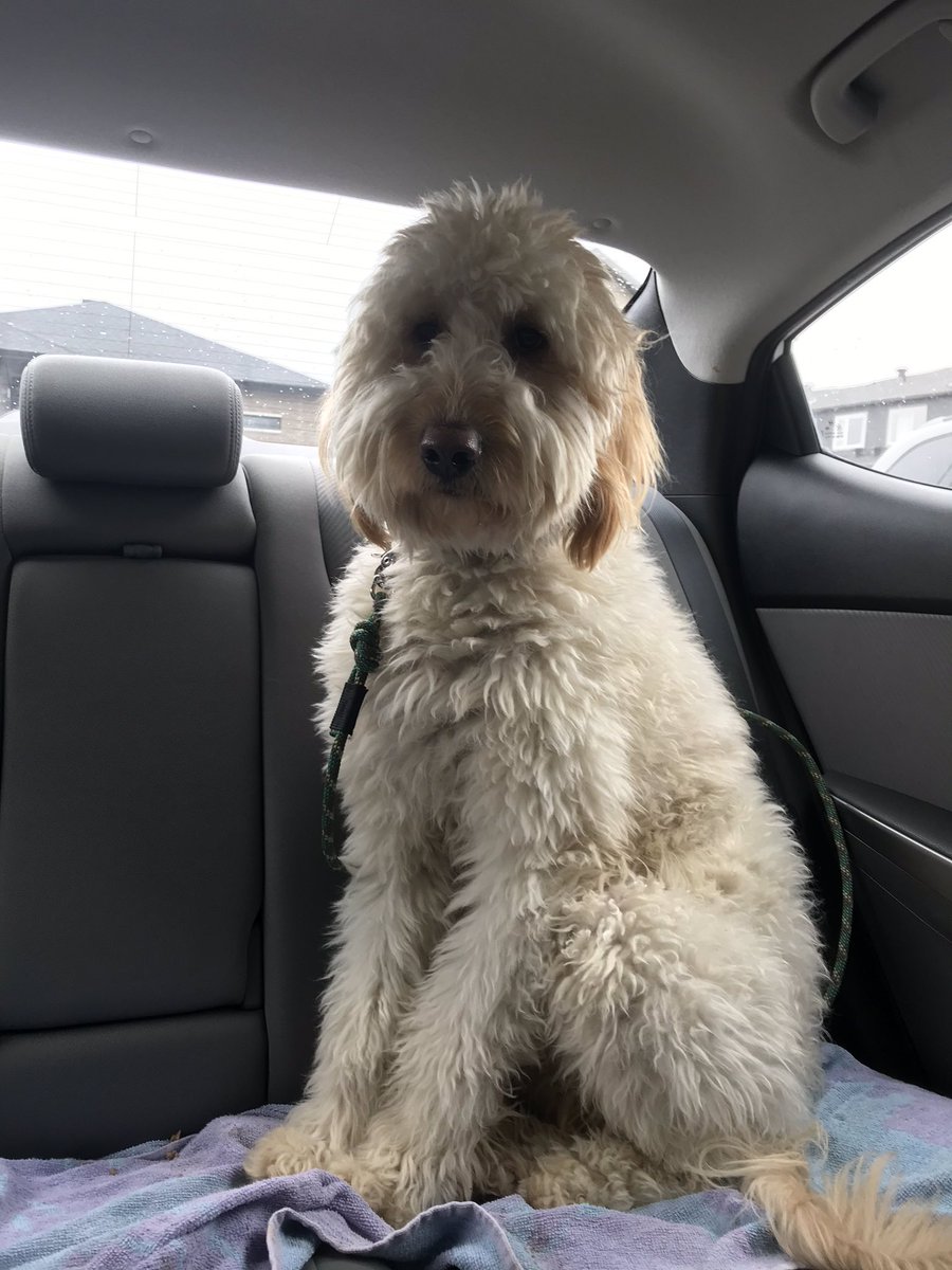 k4_kindergarten's tweet photo. This is Ms. K’s dog Marley! He is a beautiful golden doodle with a kind heart. He recently got a haircut😂♥️ Here is a before and after photo! Ms. K thinks he looks very different now... What do you think? @StJamesOCSB #ocsbspiritweek https://t.co/CVS0SiwXXX