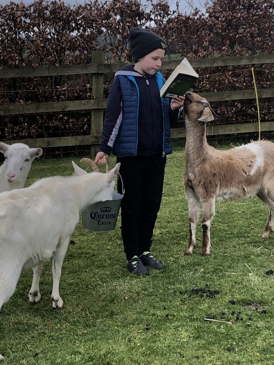ENolan82's tweet photo. #extremereading ⁦@MrKinsellaRNS⁩ ⁦@RathnureNS⁩ Katie reading Harry Potter while feeding the goats. Stripe wants to hear the story! https://t.co/qlP5CkJT5P