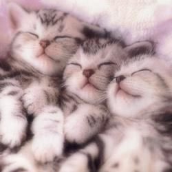 hoetbarbae's tweet photo. 야옹 https://t.co/WitHAu8cp9