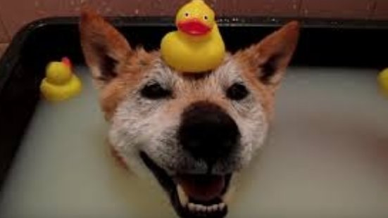 LanaRavish's tweet photo. #MondayMotivation   
This is Buddy. He’s having a little bath. If you like♥️ PLEASE RT🔁 https://t.co/76LFvPoRM5