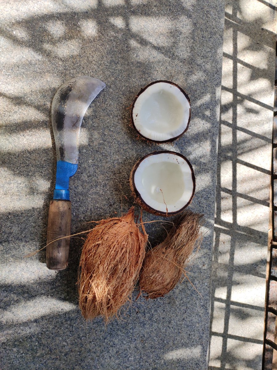 Btw Lockdown mein dana dan nariyal gir rahe hain, caught hold of the caretaker today to remove the husk as Gods & I could do with some fresh coconut I'm not very adept using the "haath dao" yet that dad has bought me, but I love daab, coconut, the water...all of it! 