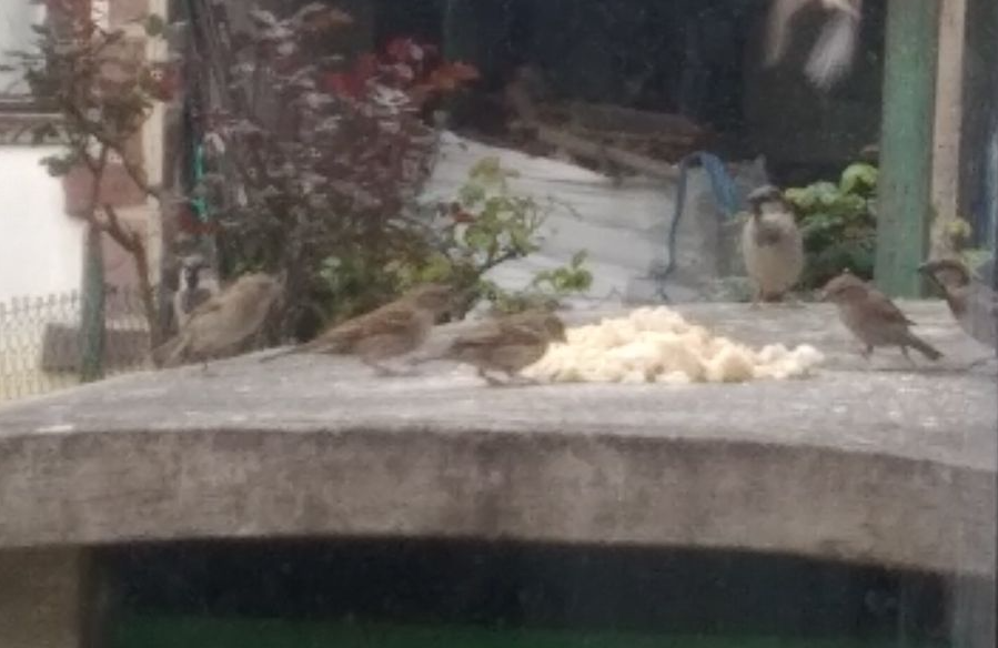 jonsarean's tweet photo. #Helpbirds si te sobra un poco de pan y tienes balcón, los pájaros te lo agradecerán https://t.co/dsdrSIeuMk