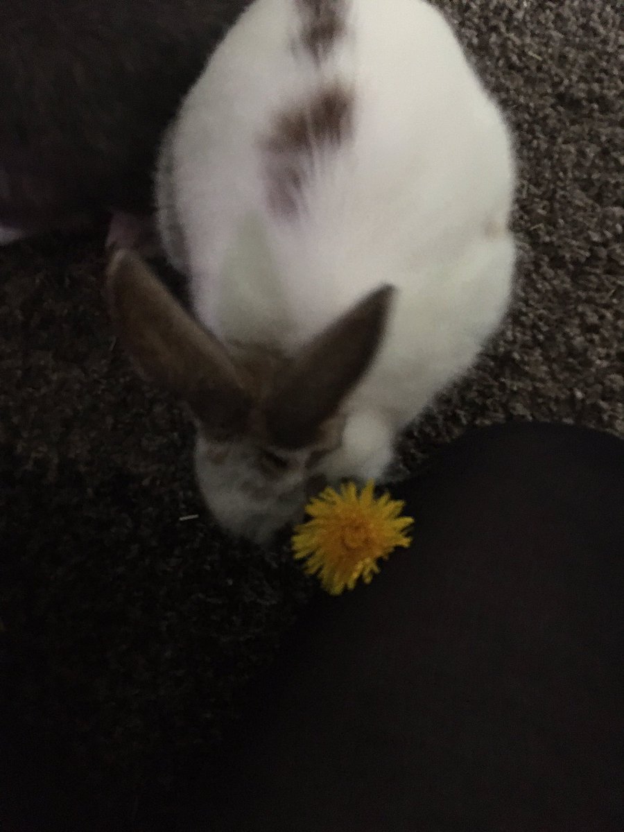 BunnieLiam's tweet photo. Mummy learnt a lesson today! Don’t tease me with dandelions! I didn’t been to bite here her hands just smelt just like them 💐 https://t.co/Rk49U9ERp6