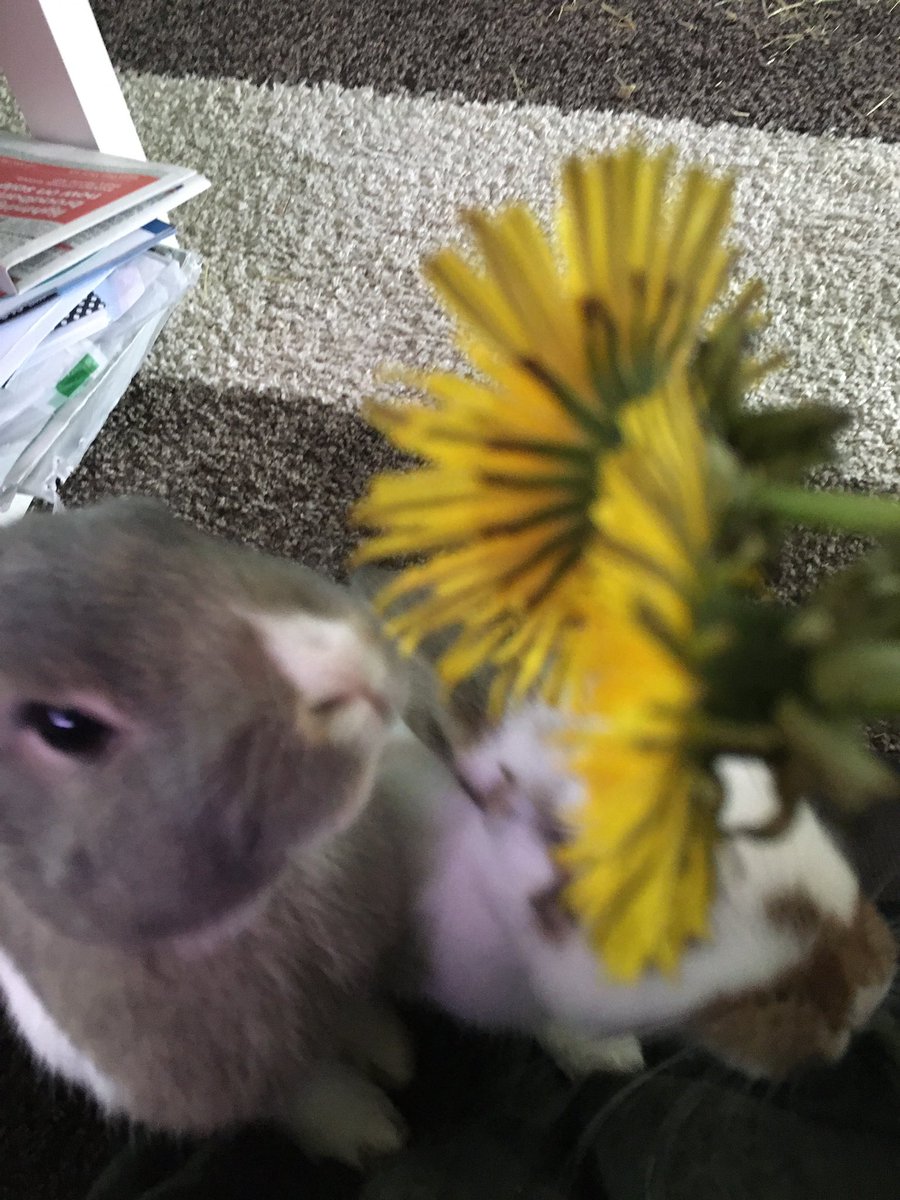 BunnieLiam's tweet photo. Mummy learnt a lesson today! Don’t tease me with dandelions! I didn’t been to bite here her hands just smelt just like them 💐 https://t.co/Rk49U9ERp6