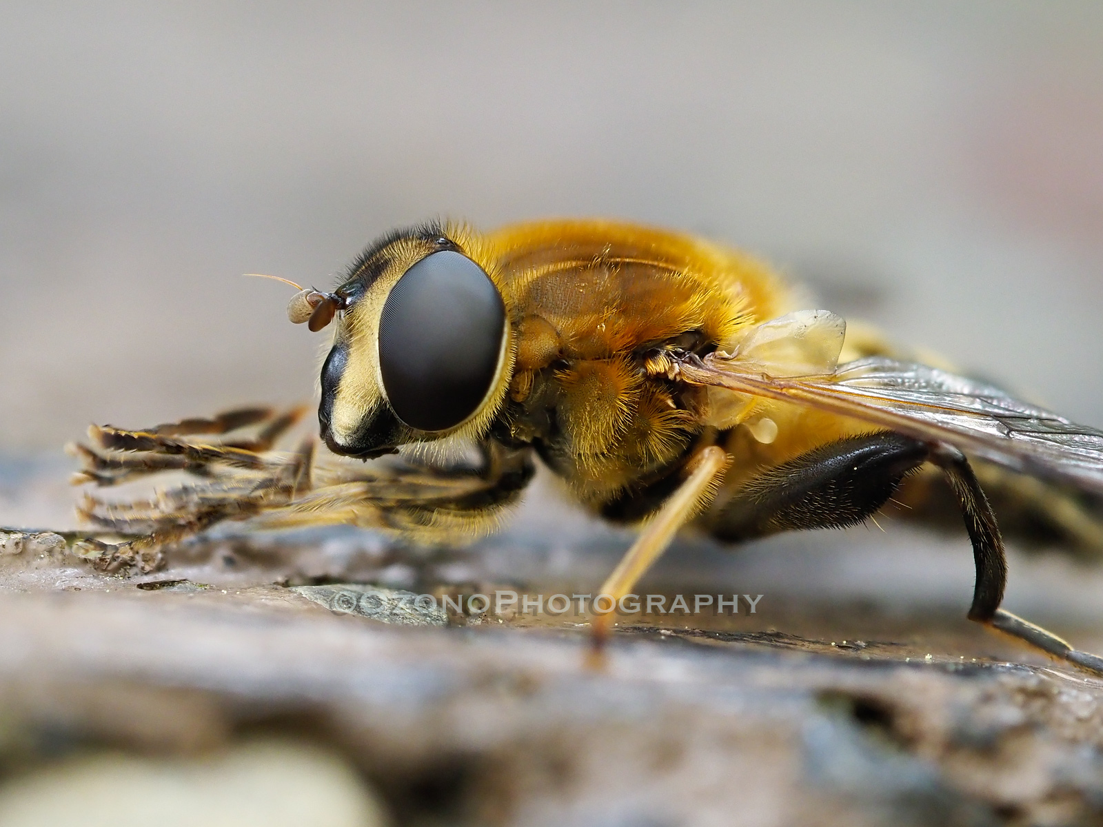 尾園 暁 アタタタタ やれ打つな アシブトハナアブ 深度合成 T Co Prfz9mnjdj Twitter