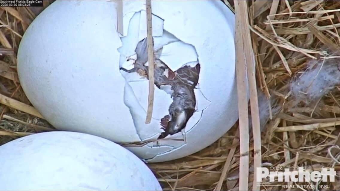 SWFLEagleCAM's tweet photo. E15 is making progress this morning! So soon we hope to see him/her emerge. 
Watch Live: https://t.co/YBIKaaUcaX  photo by @johstina https://t.co/YNu7a2WgtX