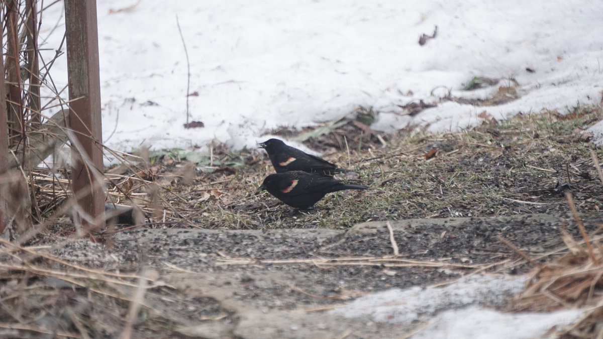The highlight of our #BreakfastBirdwatch today was some Red-winged blackbirds. We're seeing a lot more blackbirds in the area recently, and have had 20+ at the feeders at once. Be sure to look out for them at your feeders! #muskoka #BreakfastBirdwatch