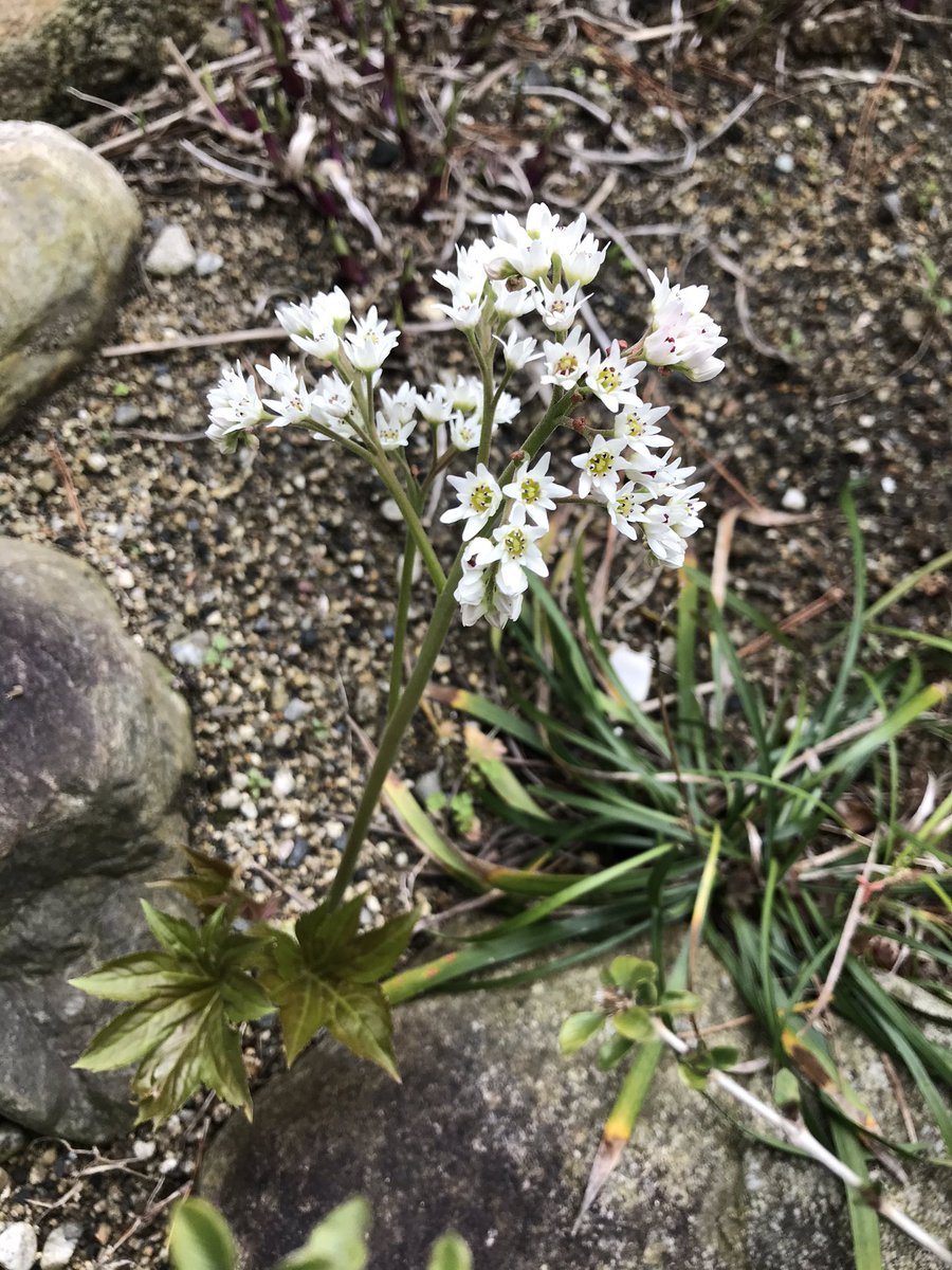 春に咲く白い花