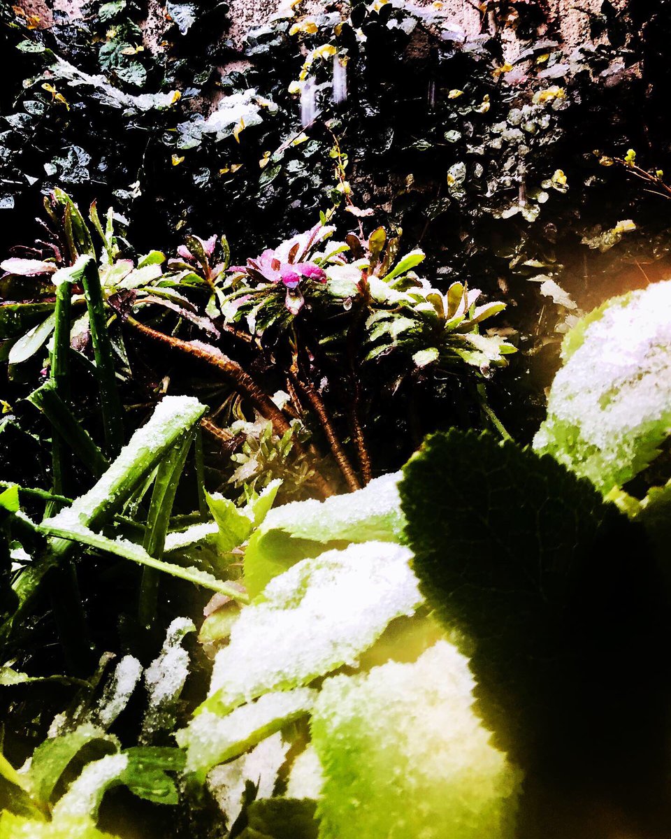 nakamuraayao's tweet photo. #photo #art #light #スローライフ #shadow #children #子供のいる暮らし #prant #garden #riverbank #snow https://t.co/pm3EQi5yMl