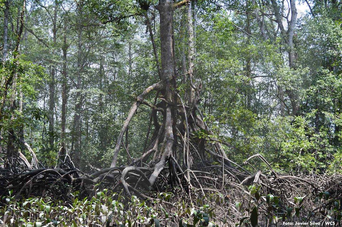 WCSColombia's tweet photo. Las zonas de manglar de Bajo Baudó (Chocó) son las que se encuentran en mejor estado de conservación en este departamento, abarcan una extensión aproximada de 26.679 hectáreas ▶️ https://t.co/dxM1oZpEaP #EspecialBajoBaudó
#Corparien #Concosta https://t.co/fRzSdIIyWr