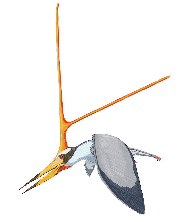 The elaborate bony crest was thought to provide structure to soft tissues, which has resulted in some ...interesting... reconstructions (L; by the PNSO toy brand). The lack of soft tissue attachments however indicates that no tissues were present (R; Dmitry Bogdanov 2007) 2/2