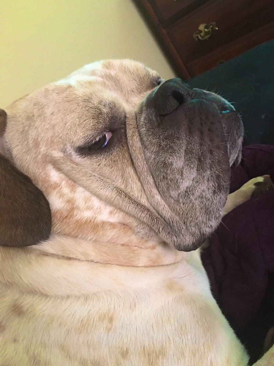 RoscoeLonestar's tweet photo. ROSCOE COMES HOME TODAY!
Let’s #surprise him w 3k followers: #AlmostThere! #PleaseRT #TheLockdown #Coronavirustruth #MondayMood #Self_Portrait #NoMoreDreamIsComing #Quarantine #QuarantineLife #CuarentenaPositiva #QuedateEnTuCasa #StaySafe @T_heseltine17 @daisymae31806 @nancycc212 https://t.co/4No8aoNNs2