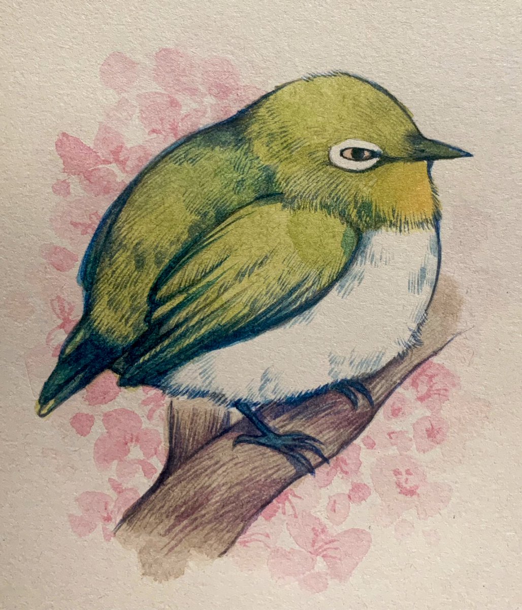 メジロよく見るとめっちゃ怖い目しててすき 井口病院 のイラスト