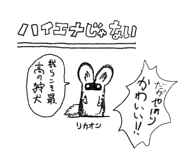 ハイエナのなかまは4種類います。1種類おぼえるごとに幸せになるでしょう。リカオンはハイエナではなく犬に近いどうぶつですがやはりかわいいですね。ここ次の中間テストにでます。 