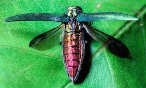 treeSMARTtrade's tweet photo. Sentinel trees, which we recommend as a part of #TreeSMARTTrade, can give us advanced warning of what invasive pests and diseases to be looking for. Nice article in Science by @GabrielPopkin describing work by @JiriHulcr and others.
https://t.co/UrPJNPrY9C https://t.co/nxNgchCgYi