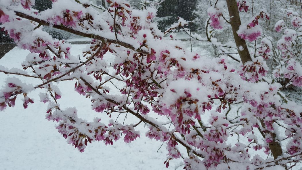 campusbuch's tweet photo. #winter2020 Jetzt kam er doch noch: #Schnee auf dem #Campus Berlin-Buch. https://t.co/RY6pqY5EyI