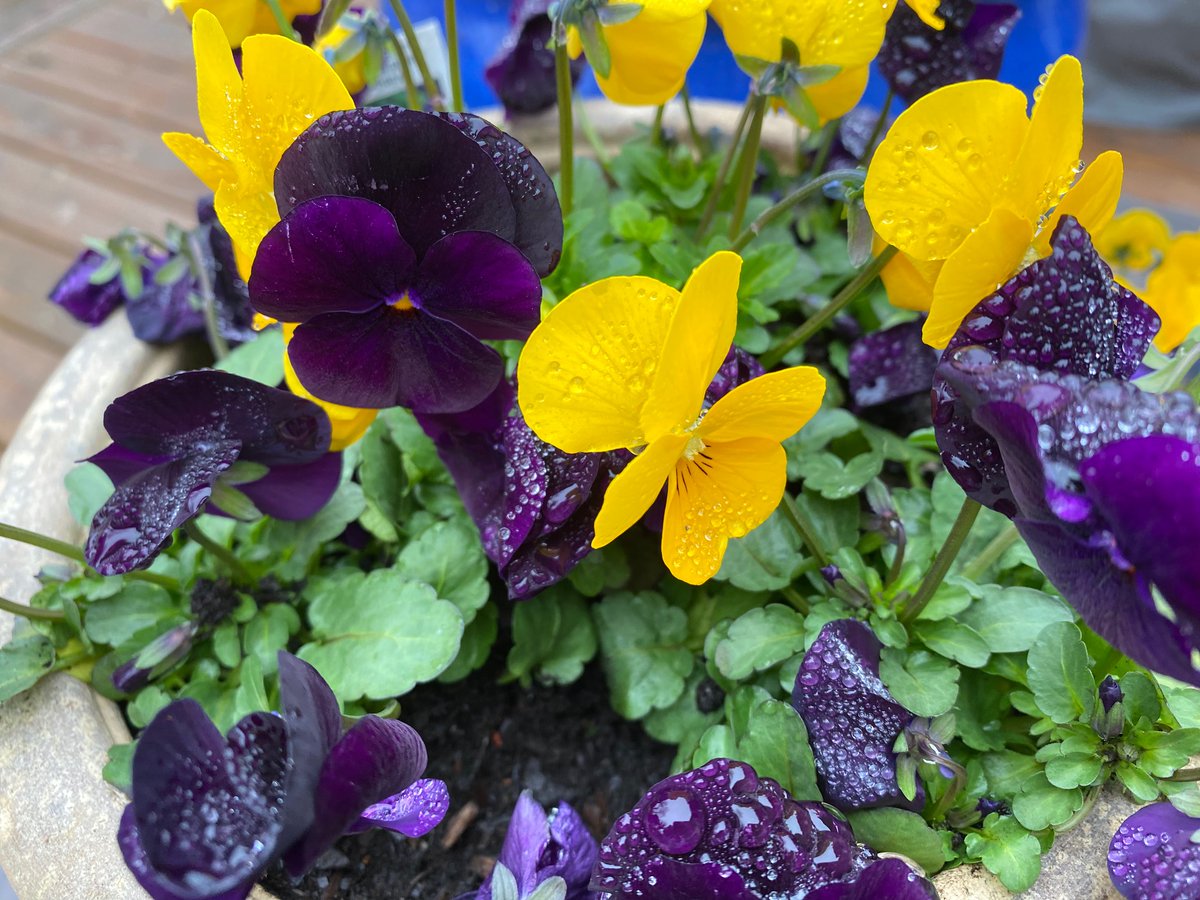 The Spinach and Chard love the cool weather! Viola's are enjoying the drizzle and bringing joy💮. #victorygardens #organicgardens <a href="/SomervilleHSNJ/">Somerville High School</a>