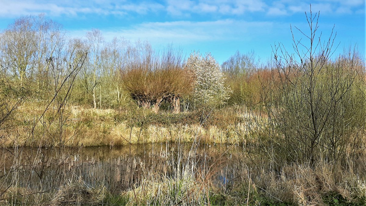 inja5248's tweet photo. vanochtend saampjes van thuis uit 'n mooie wandeling gemaakt naar en door de #Doort spoorkant via #Slek terug
#genoten https://t.co/n6LsqSO7aV
