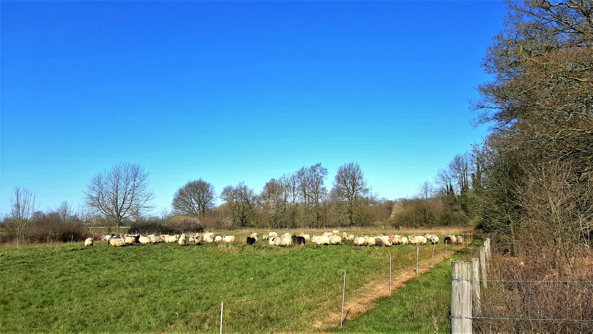 inja5248's tweet photo. vanochtend saampjes van thuis uit 'n mooie wandeling gemaakt naar en door de #Doort spoorkant via #Slek terug
#genoten https://t.co/n6LsqSO7aV