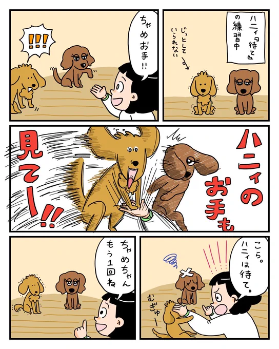 お手だけは見てほしい子犬 