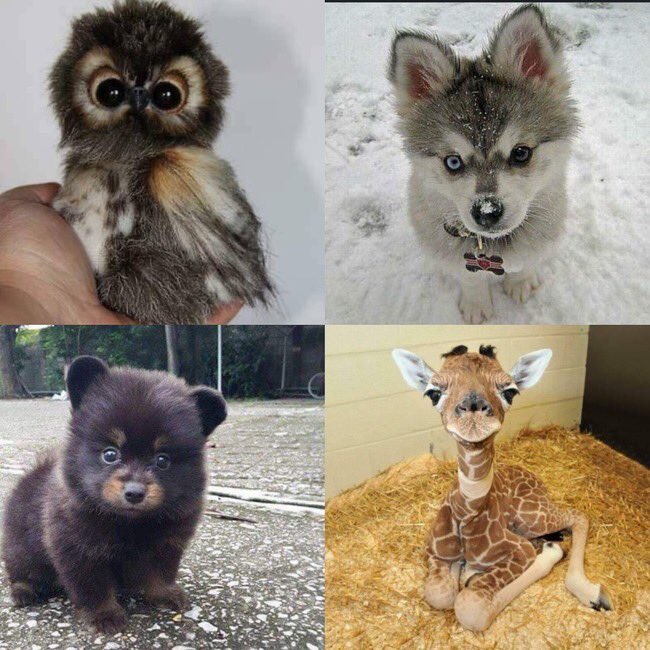 CozyTimeltd's tweet photo. To lift our #MondayMood #CutenessOverload https://t.co/EYHTkIhRDO