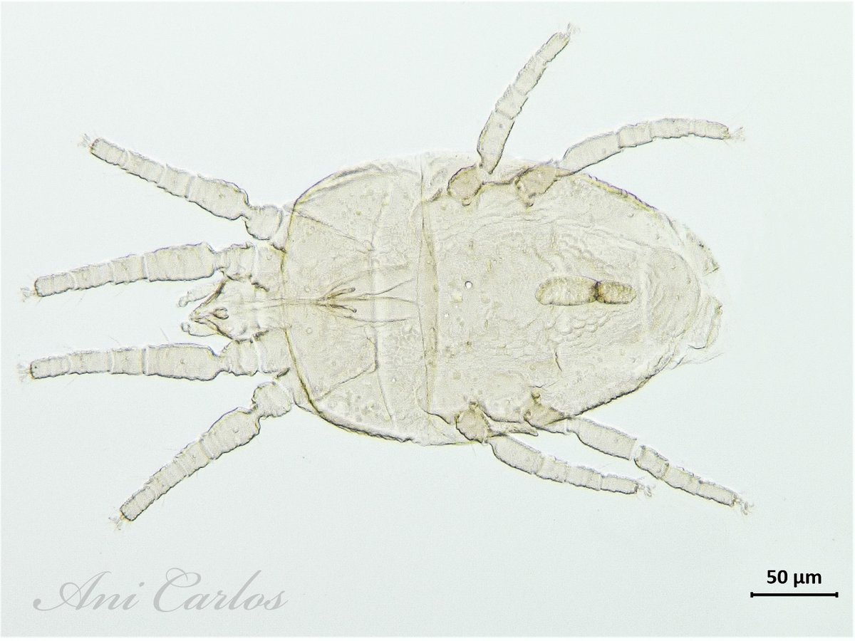 TlalzahuatlLab's tweet photo. Brevipalpus ambrosiae (Prostigmata: Tenuipalpidae). Los ácaros tenuipálpidos se conocen como “flat mites” o “false spider mites”. Son ácaros fitófagos (se alimentan de las plantas) y algunas especies son plagas importantes de cultivos, por lo que tienen importancia económica. https://t.co/uk0HtE28uS