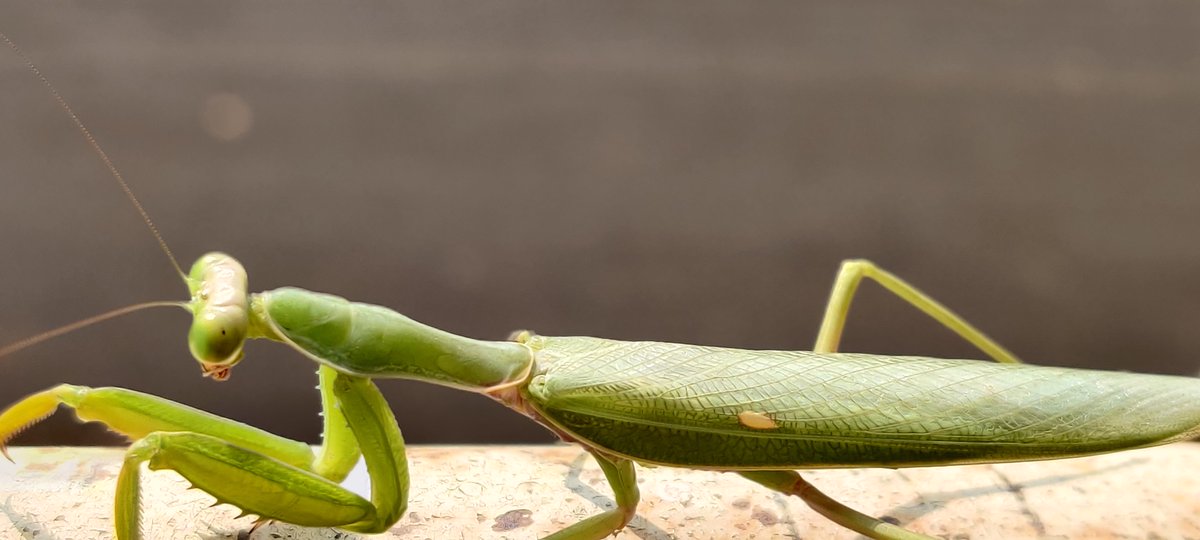 Network_Sniffer's tweet photo. #IndoorsShotonOnePlus 

The Praying Mantis https://t.co/L9CfaGZTOz