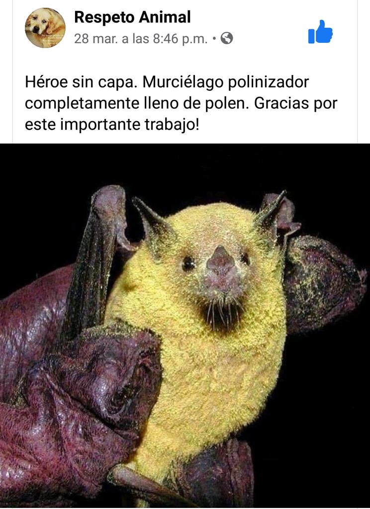 aguilafaros's tweet photo. A los IGNORANTES LEAN!!! @sebastianpinera @T13 @24HorasTVN @MuchoGustoMEGA @CHVNoticias @MMAChile @MinagriCL @ministeriosalud @OteroJimena @kattykowaleczko @KathySalosny @EsMundoAnimal @lacuarta @biobio @adnradiochile @SOS_Animales @SoledadOnetto @Bienvenidos13 https://t.co/fqFmTQ4QDL