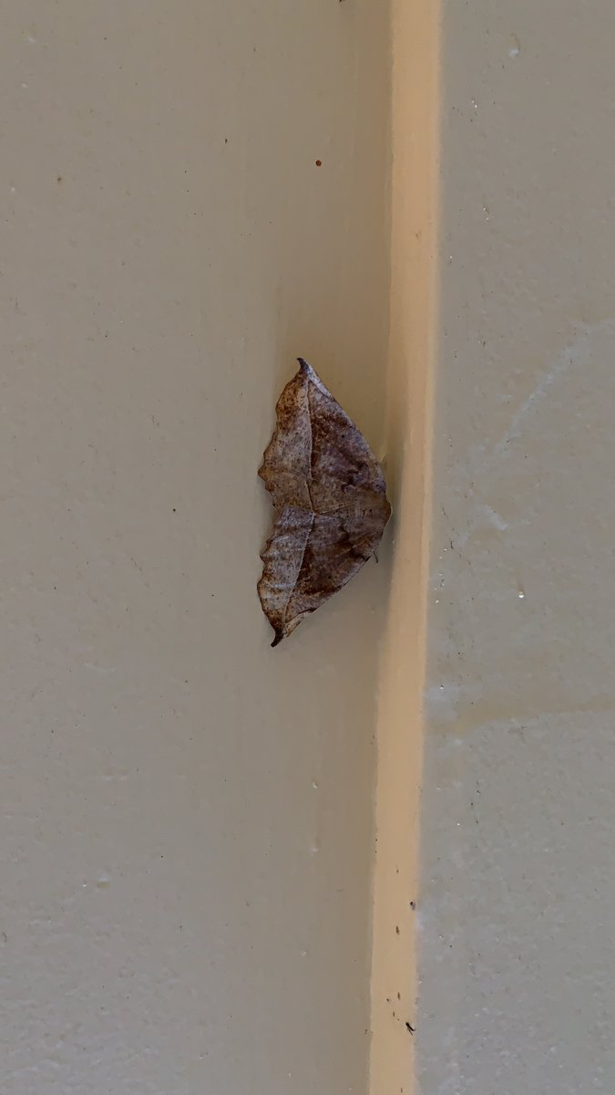 How Big Do Geometer Moths Get