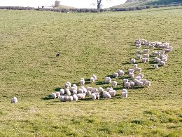 SheepLeepLtd's tweet photo. With #Tack19 over it's on to th next task - Welcoming the first guests if #Tack20. 

Tregaron type Welsh ewe hoggs for gimmering.  This is the advance party, with the rest of the mob arriving later in the week.  

#TackSheep #ContractShepherd #StockDogs #sheep365 https://t.co/HyhmeGF7bE