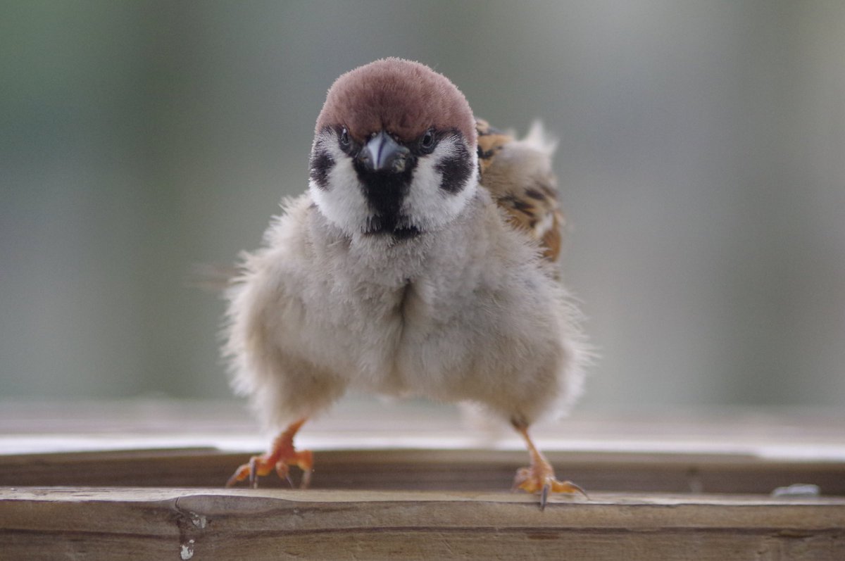 きょうのふんっ！
よし気合い入ったぞ
#雀 #スズメ #すずめ #sparrow #鳥 #小鳥 #野鳥 #bird https://t.co/eI5POfLBPN