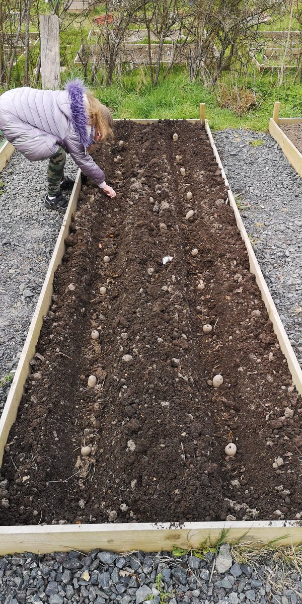 BoothGardens's tweet photo. @SomersPark5SS Alana learning to plant potatoes at our allotment. https://t.co/9nbCQJtBAj