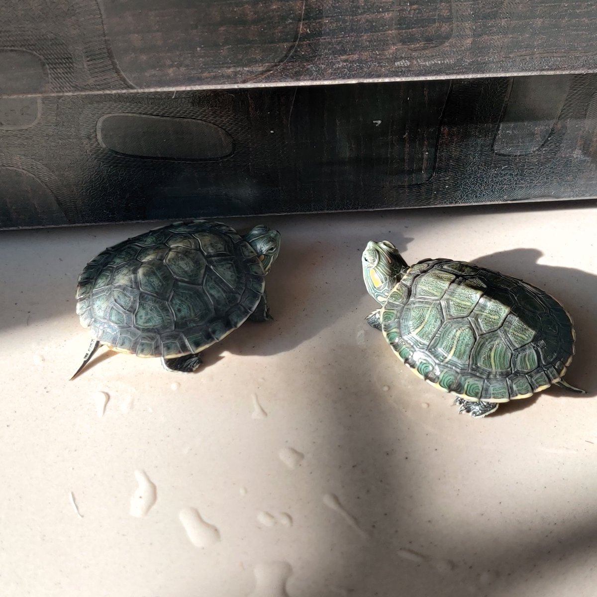 Network_Sniffer's tweet photo. #IndoorsShotonOnePlus 

The pet #RedEaredSliderTurtles https://t.co/Dcj7P5siKP