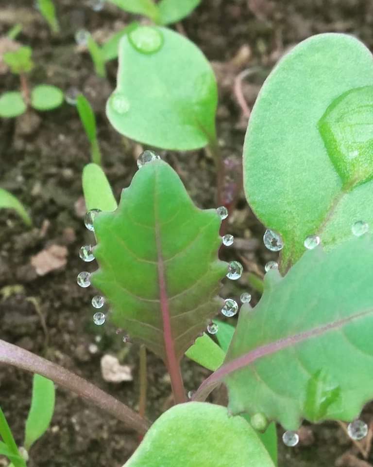 Happycurien's tweet photo. Mes choux raves ont vraiment la classe..et se parent de leurs plus beaux atouts..#permaculture #semencepaysanne..#ecovert..#legumebiologique..# https://t.co/jRpO6vXH31