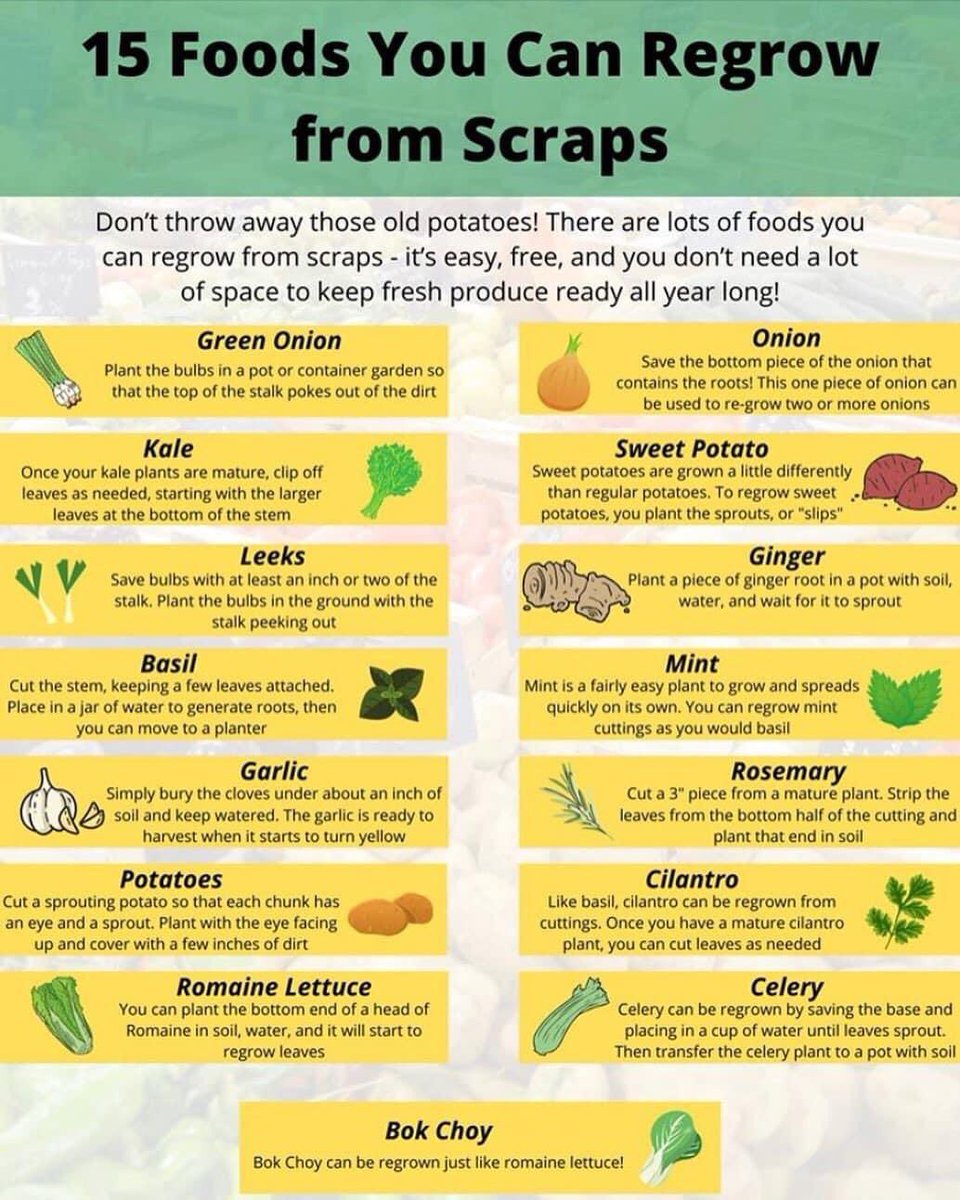 lea_trainer's tweet photo. Useful information from @brithdirmawrco1                 Regrowing food from scraps 💚               #sustainability #growyourown #reuse https://t.co/WNfTCDJtjq