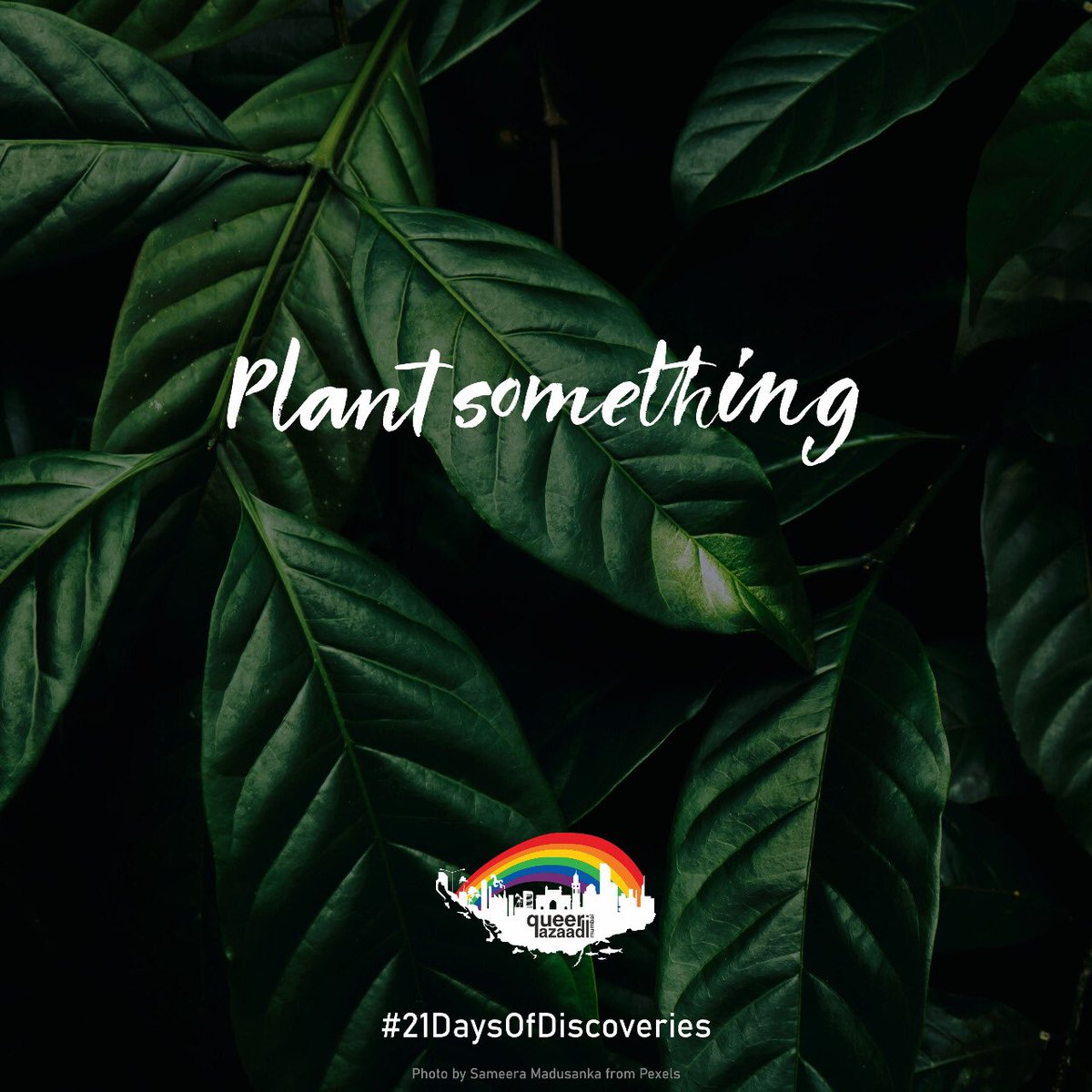 queer_azaadi's tweet photo. Plant something π±
#QAM #21DaysofDiscoveries #Plant #MumbaiPride #21Daysoflockdown https://t.co/bkKoyBwkoe