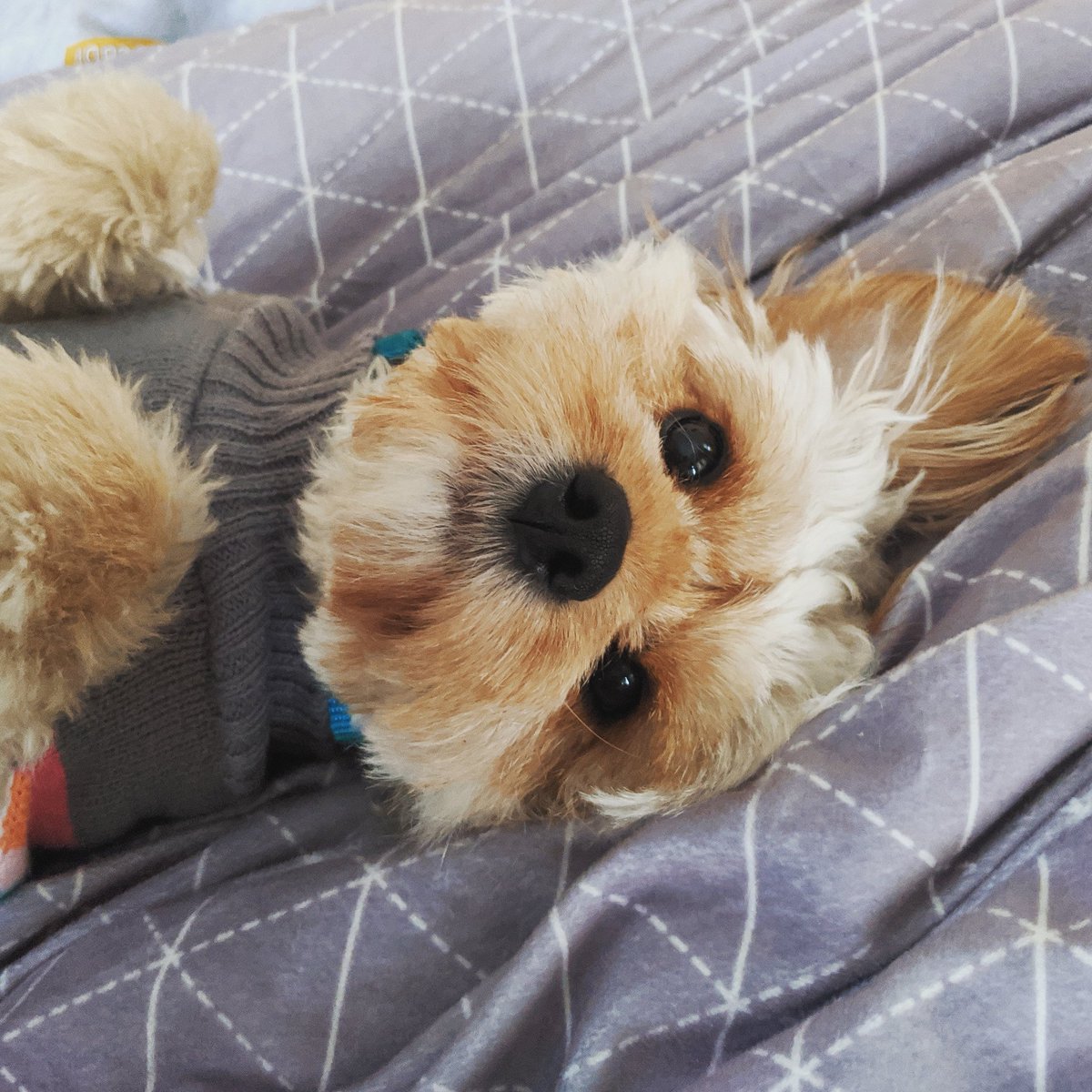 Slaughter tweet media