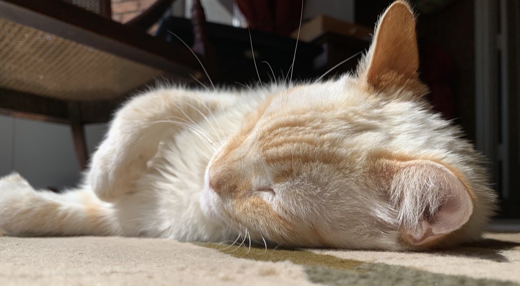 austinpeay's tweet photo. Hey, Govs! We want to see your new colleagues and coworkers in the thread below. 👇
Meet Clark the cat, head of sunbathing operations. ❤️
-@bolkcomflowers #GovsGoDigital https://t.co/mpsEQlrBnI